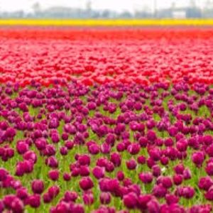 Meet your Posher, Karina